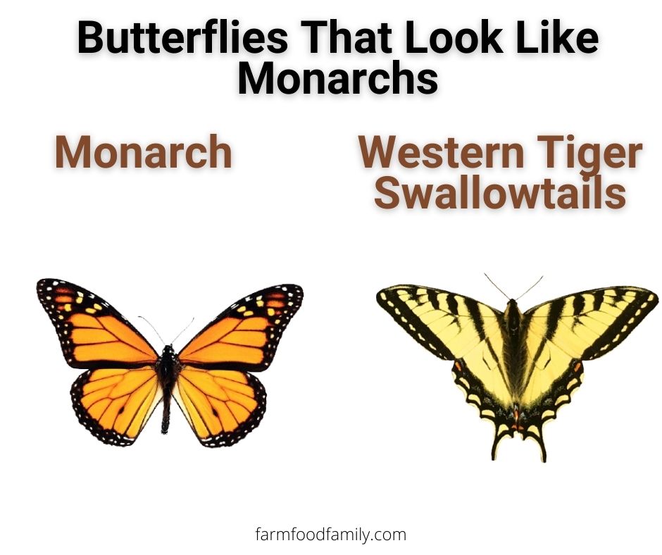 5 butterflies that look like monarchs