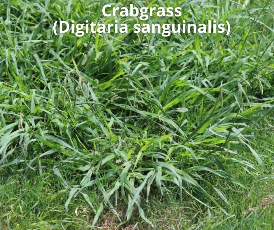 5 crabgrass digitaria sanguinalis