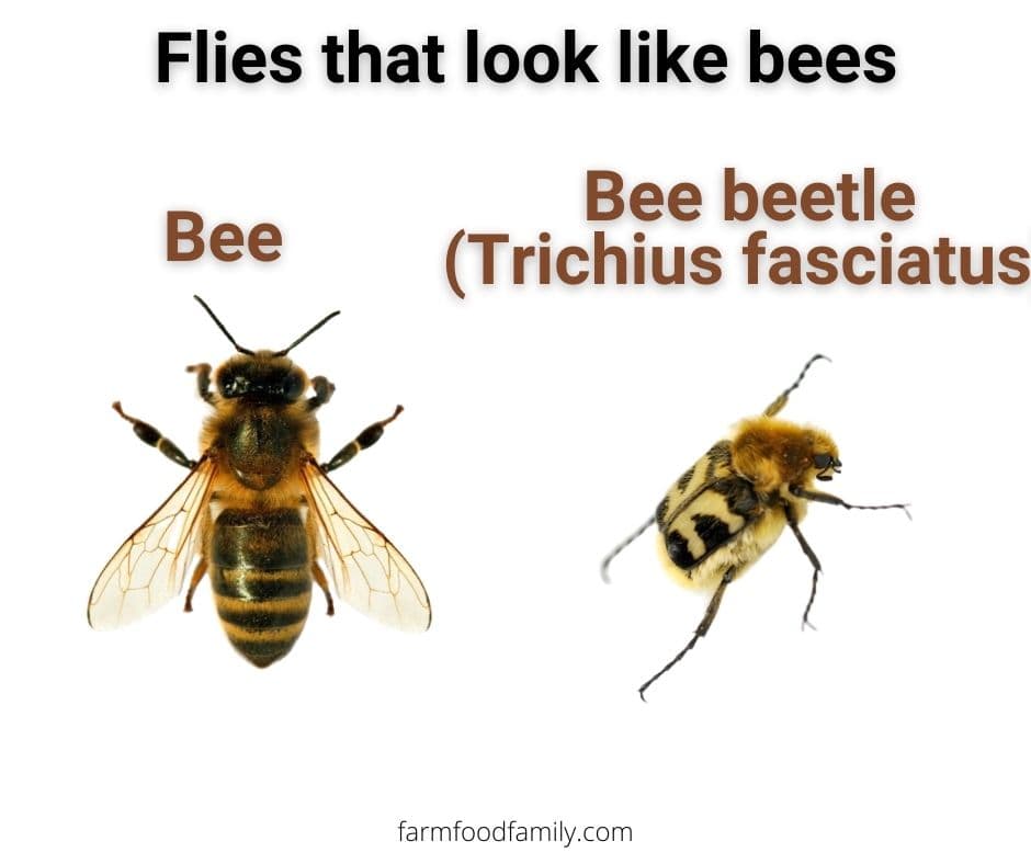 5 flies that look like bees