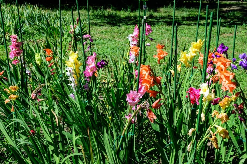 5 flowers mean death gladiolus