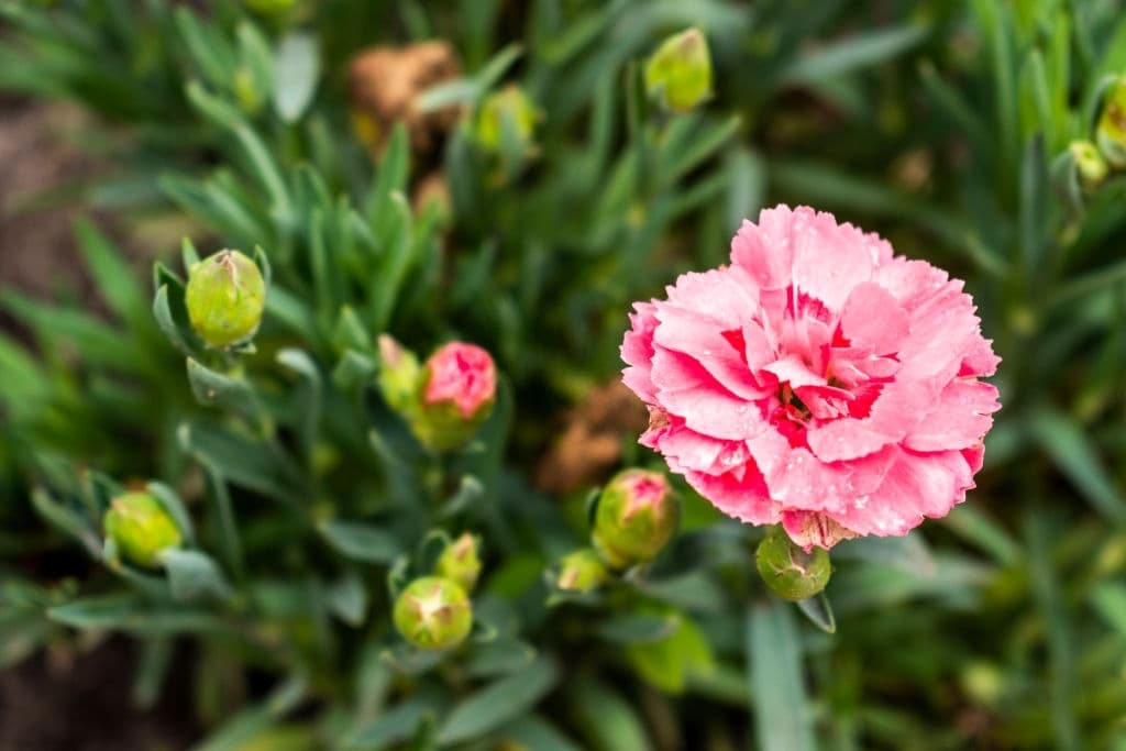 5 flowers that look like roses carnation