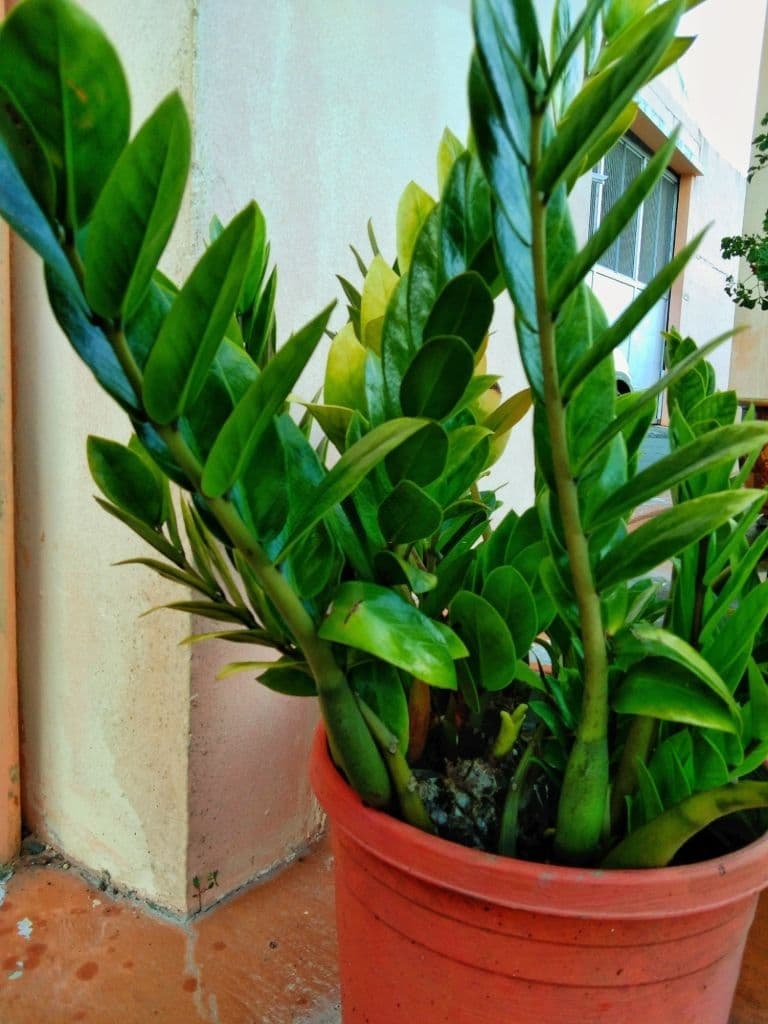 5 plants that grow in the dark zz plants