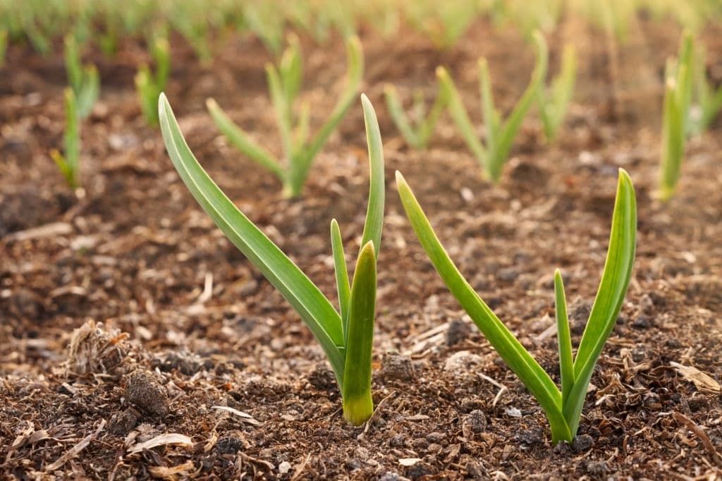 5 plants that repel roaches garlic plant