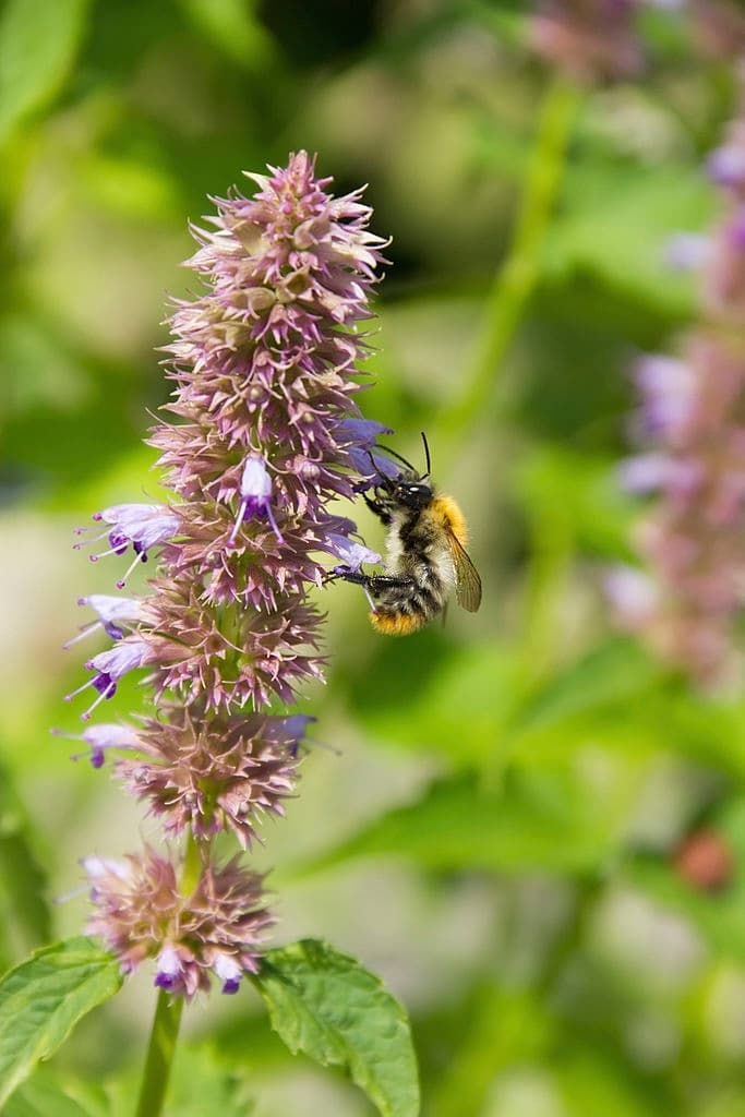 5 plants that repel wasps mint
