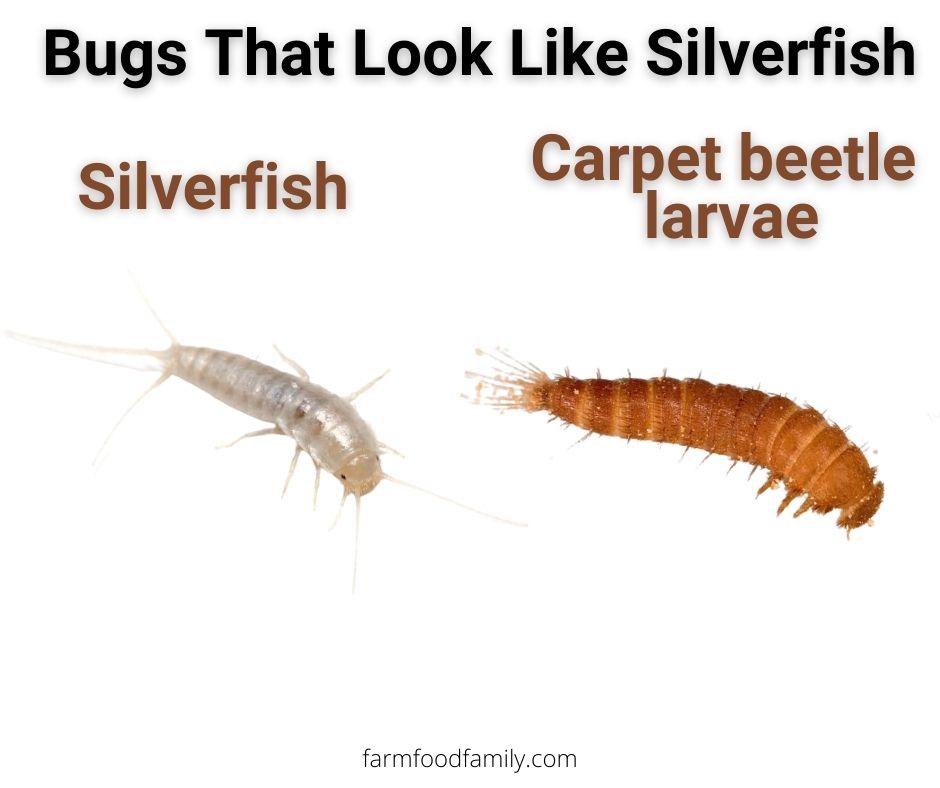 6 bugs that look like silverfish