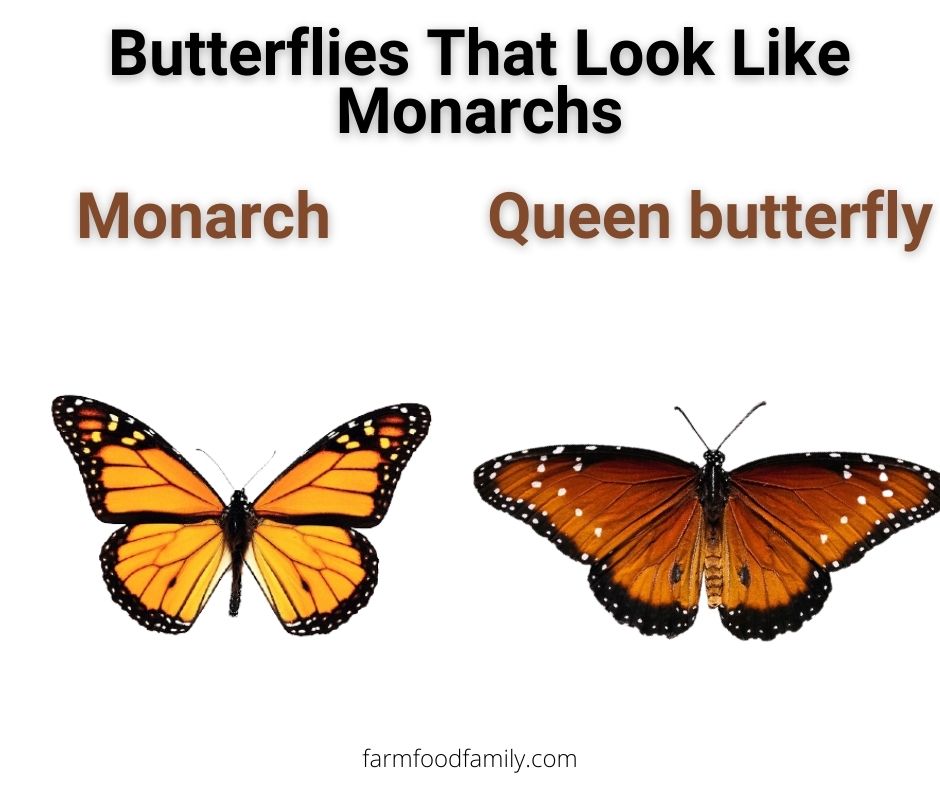6 butterflies that look like monarchs