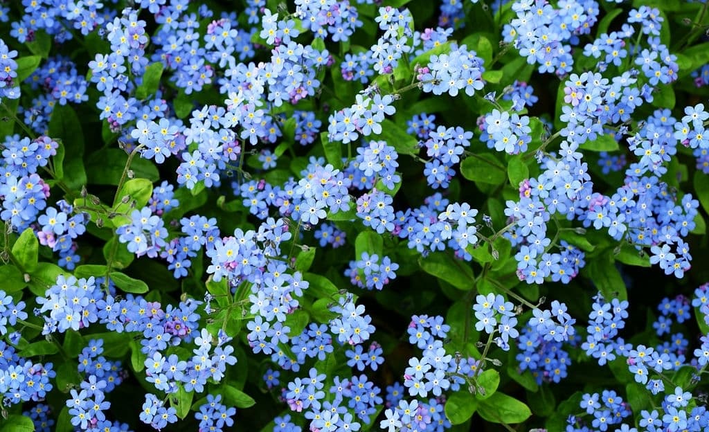 6 flowers mean death forget me not flowers