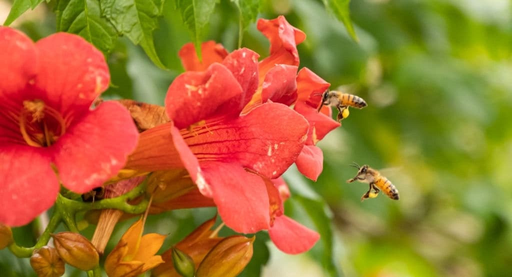 6 plants that repel wasps trumpet flowers