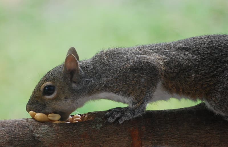 6 squirrel feeder plans