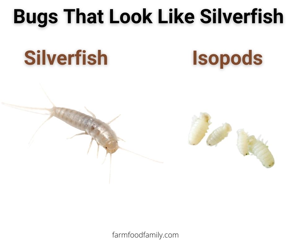 7 bugs that look like silverfish