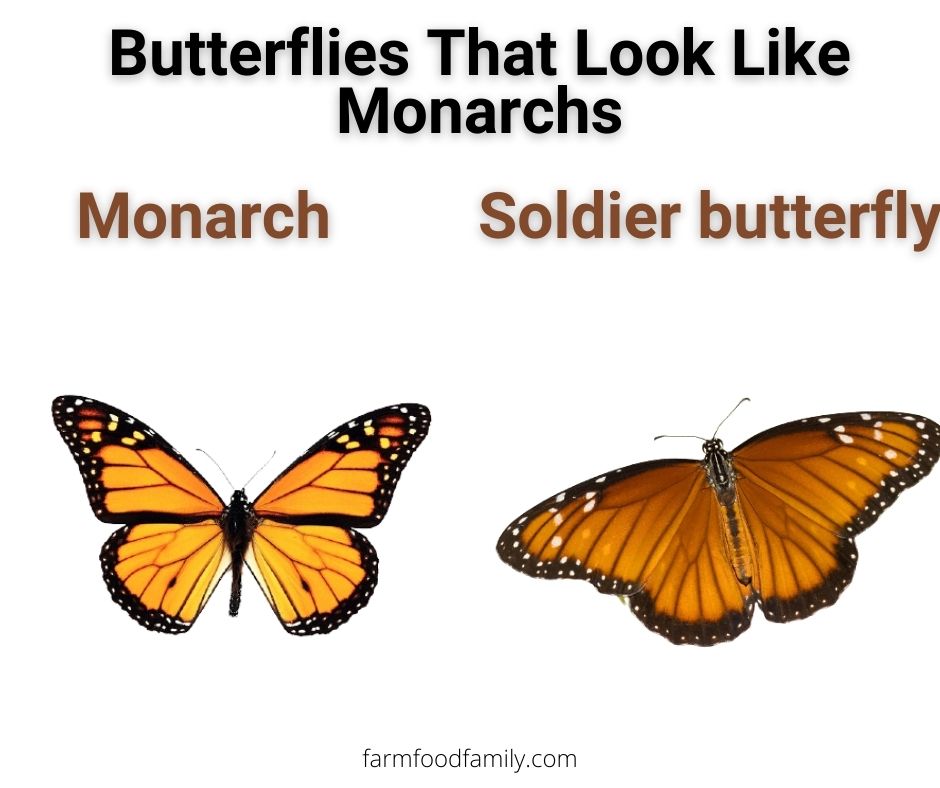 7 butterflies that look like monarchs