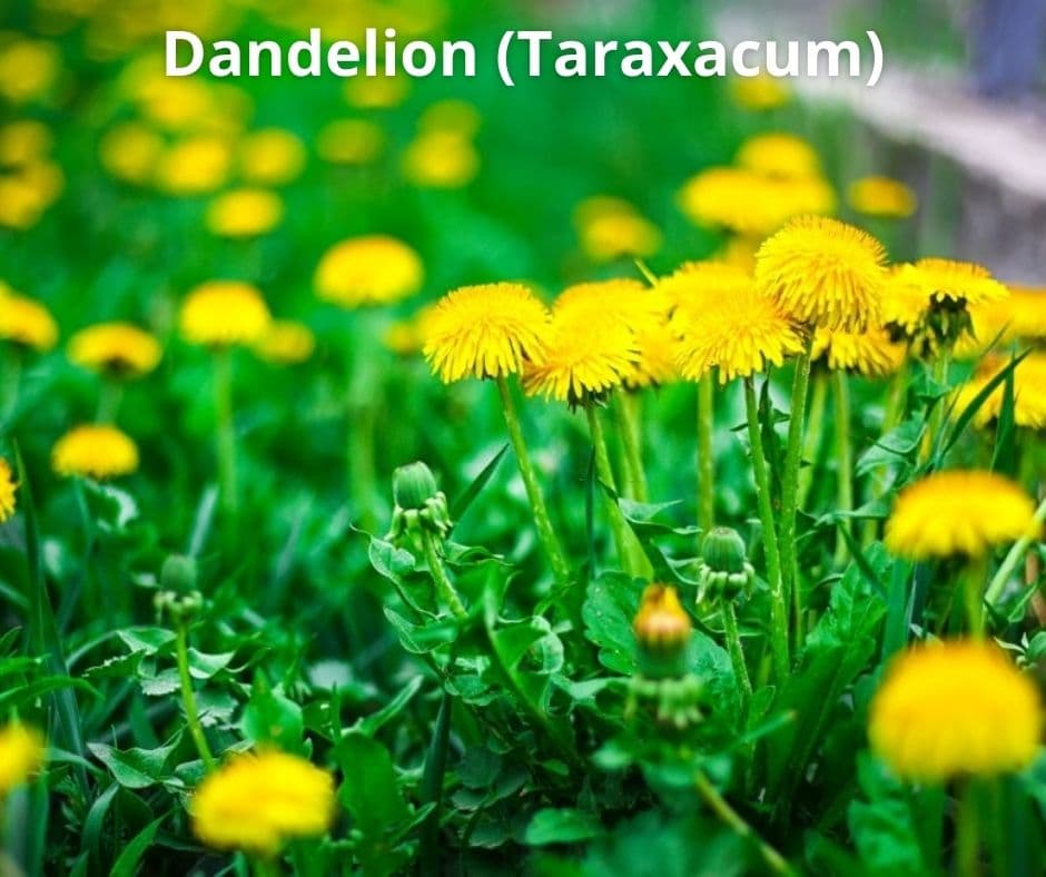 7 dandelion