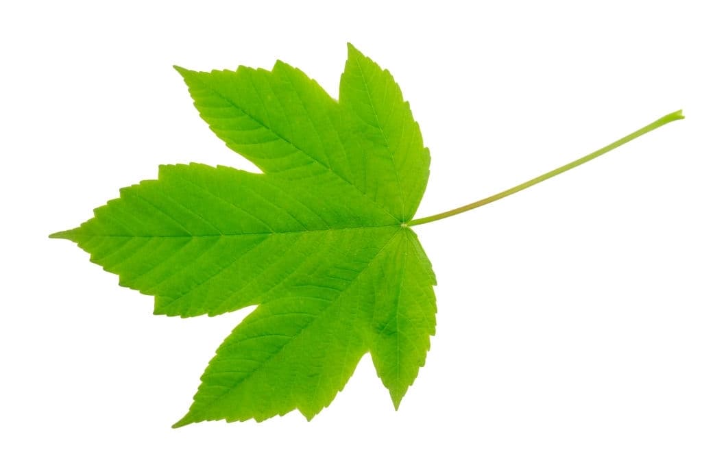 7 field maple leaf