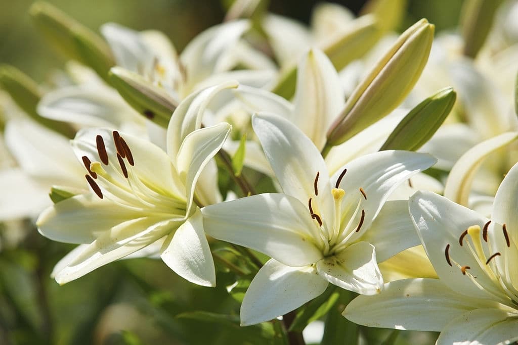 7 flowers mean death lilies