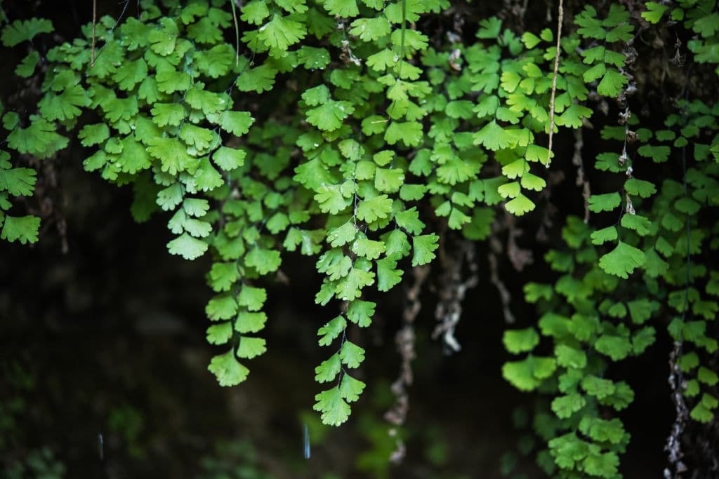 7 plants that grow in the dark maidenhair fern