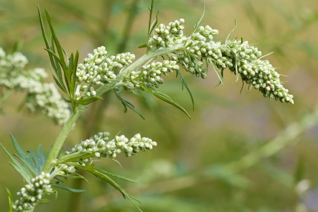 7 plants that repel wasps wormwood