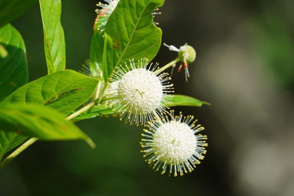 7 trees with white flowers buttonbush