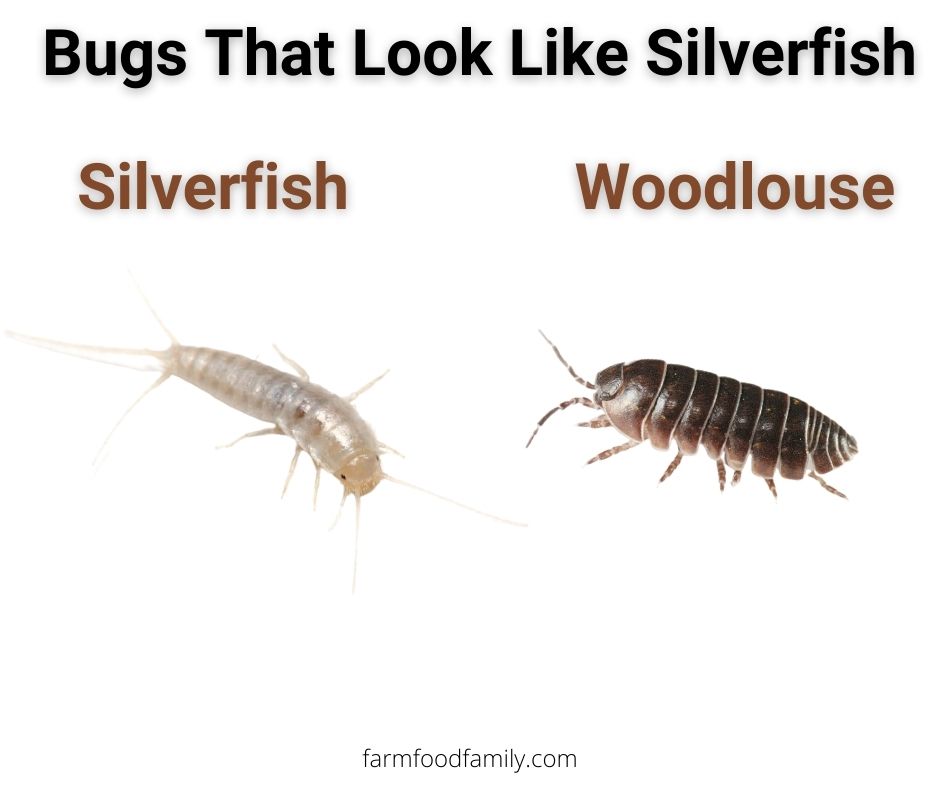 8 bugs that look like silverfish