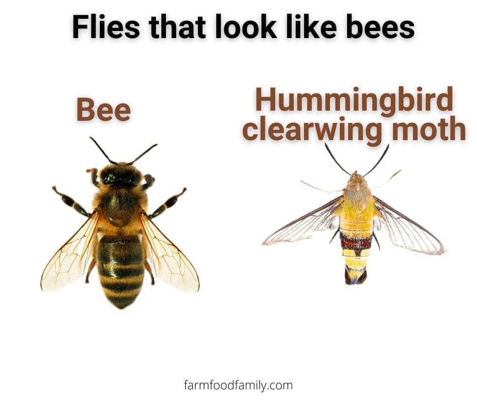 8 flies that look like bees