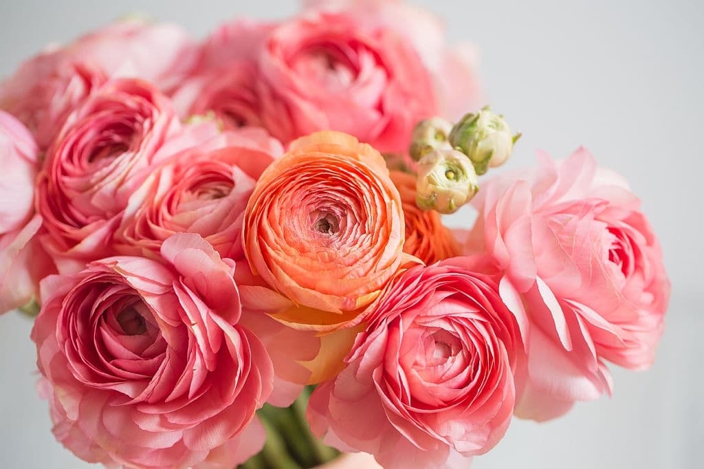 8 flowers that look like roses ranunculus