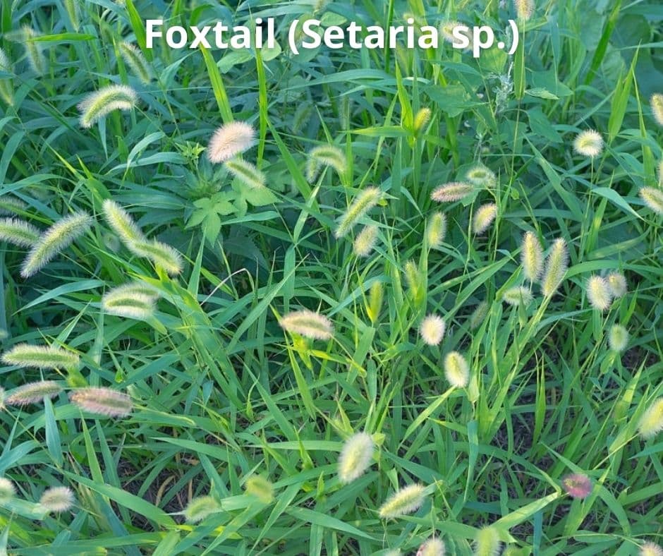 8 foxtail setaria