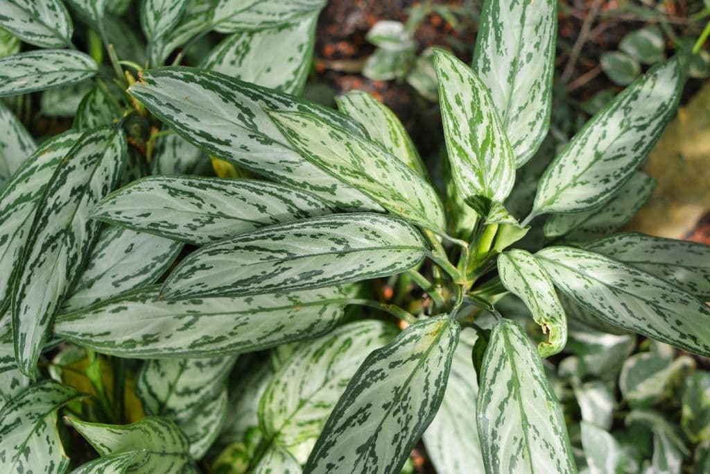 8 plants that grow in the dark chinese evergreens