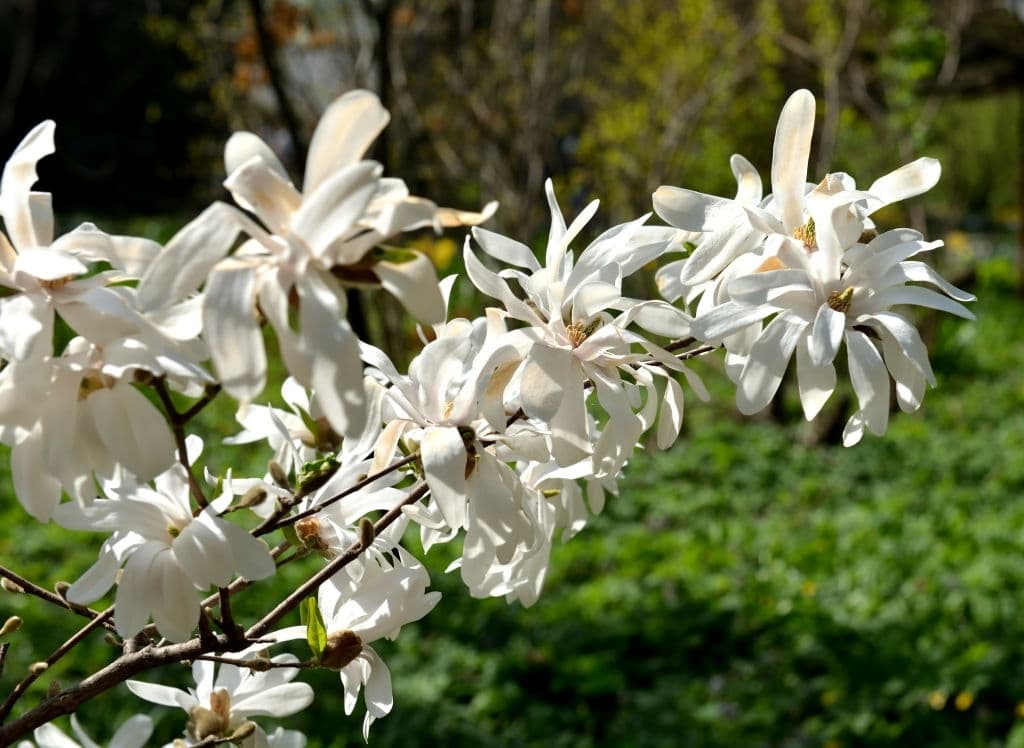 8 trees with white flowers magnolia kobus