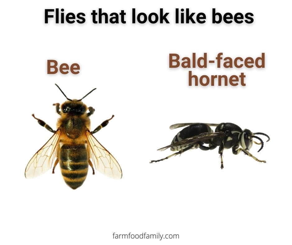 9 flies that look like bees