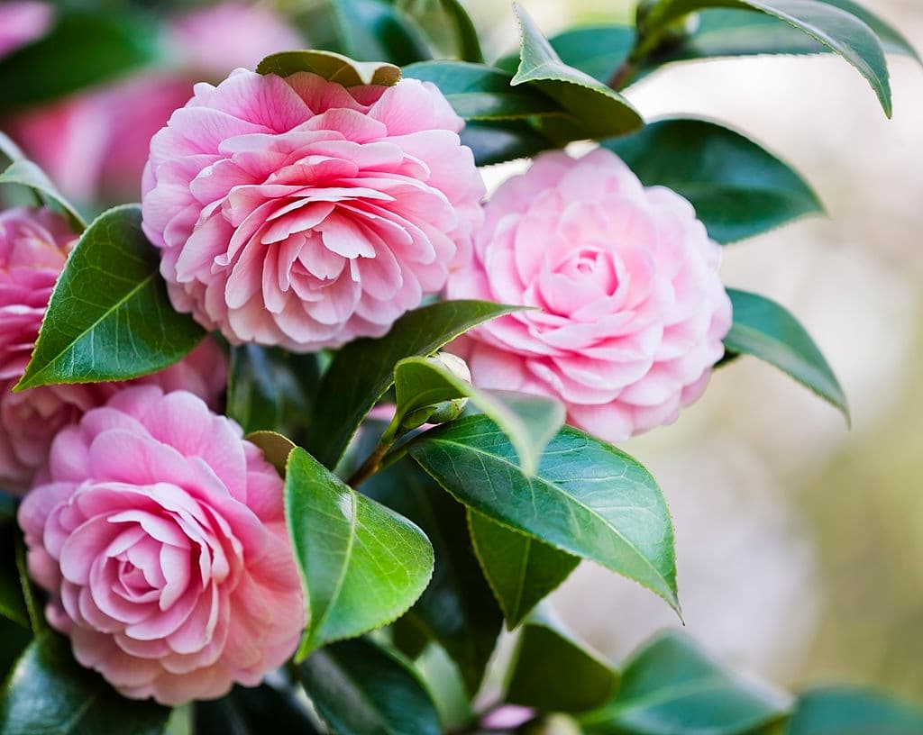 9 flowers that look like roses camellia