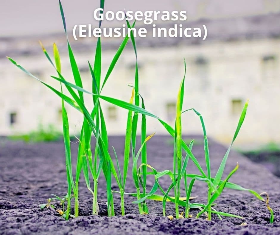 9 goosegrass eleusine indica