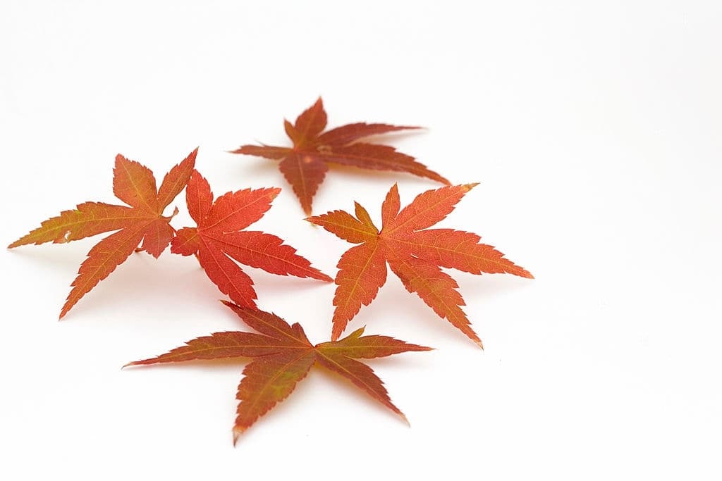 9 japanese maple leaves