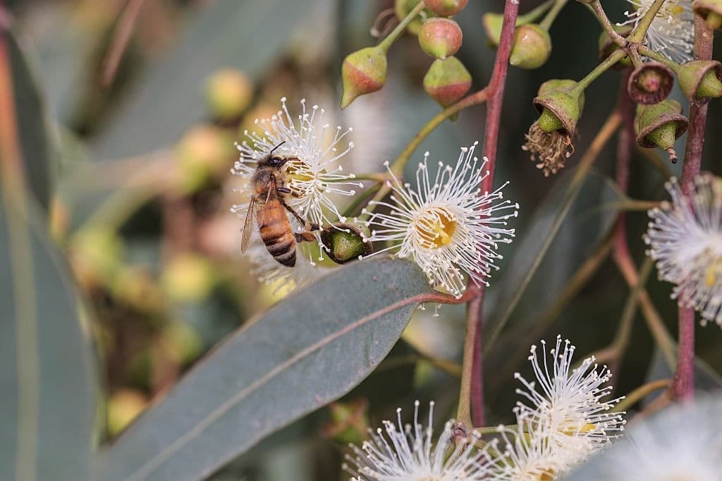 9 plants that repel wasps eucalyptus