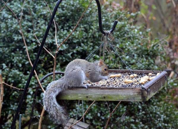 9 squirrel feeder plans