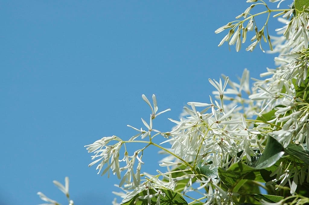 9 trees with white flowers chinese fringe tree