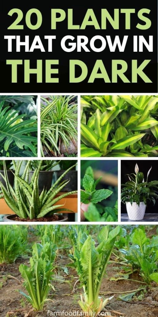 best plants grow in the dark