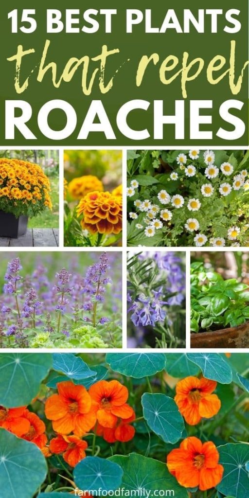 best plants that repel roaches