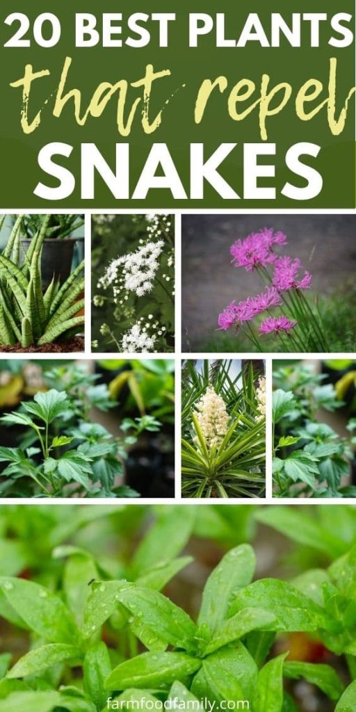 best plants that repel snakes