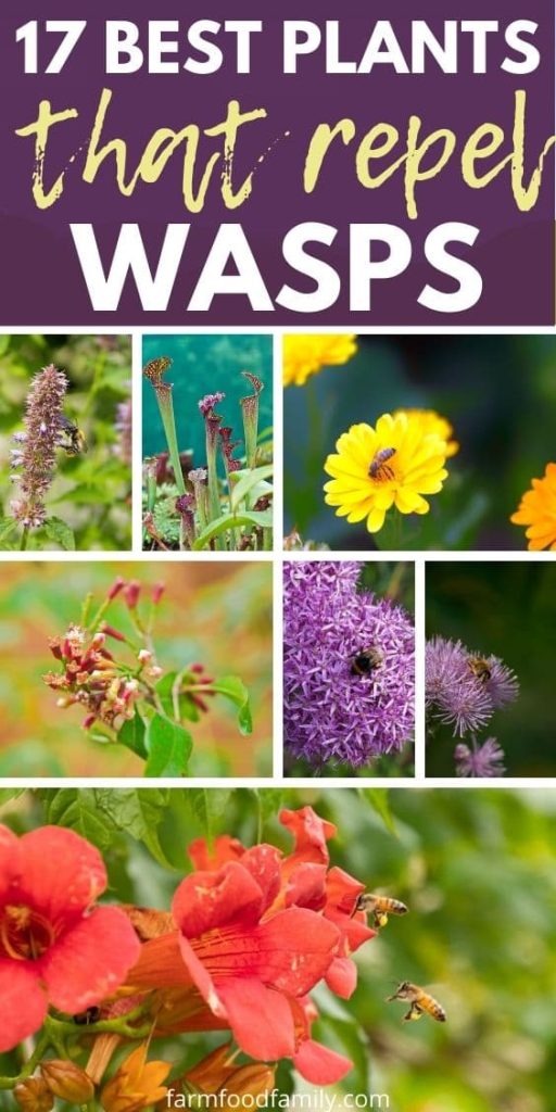 best plants that repel wasps