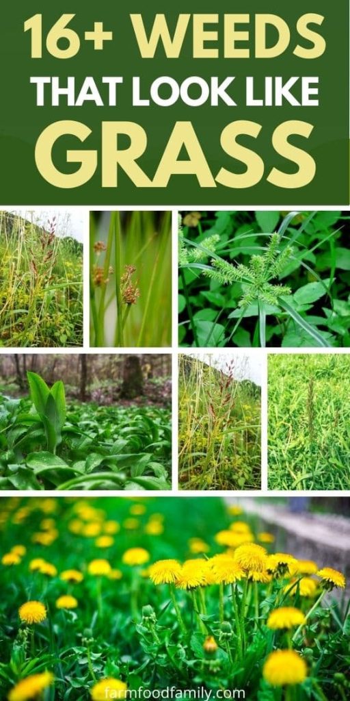 best weeds that look like grass