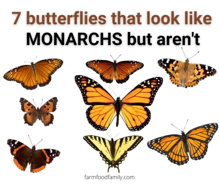 7 Butterflies That Look Like Monarchs