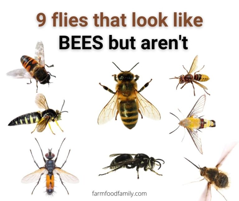 9 Flies That Look Like Bees But Aren’t (With Pictures)