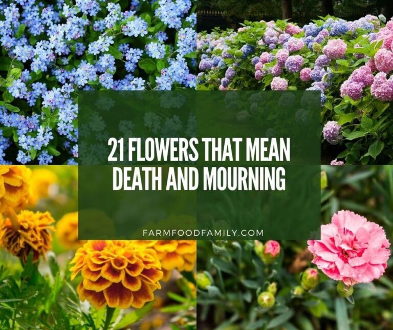 21 Flowers That Mean Death And Mourning