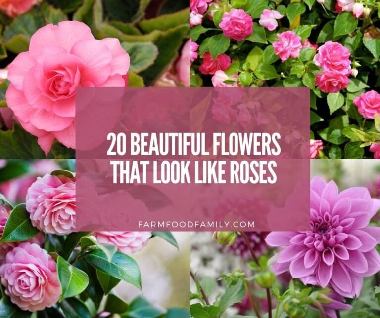 20 Flowers That Look Like Roses