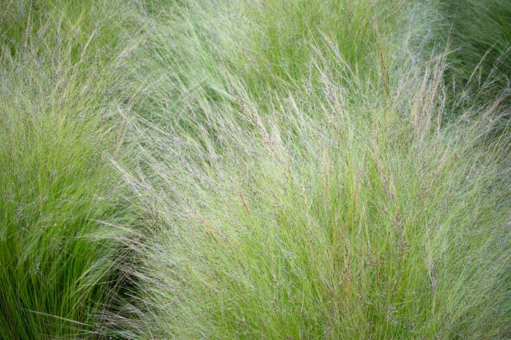 grass stipa tenuissima