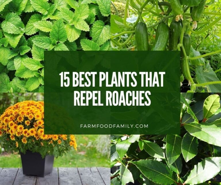 15 Best Plants That Repel Roaches