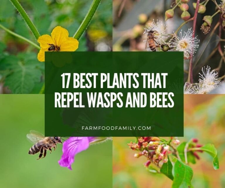 17 Best Plants That Repel Wasps And Bees