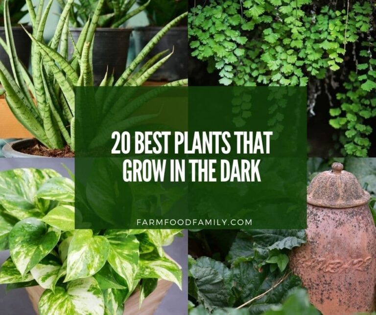 20 Best Plants That Grow In The Dark