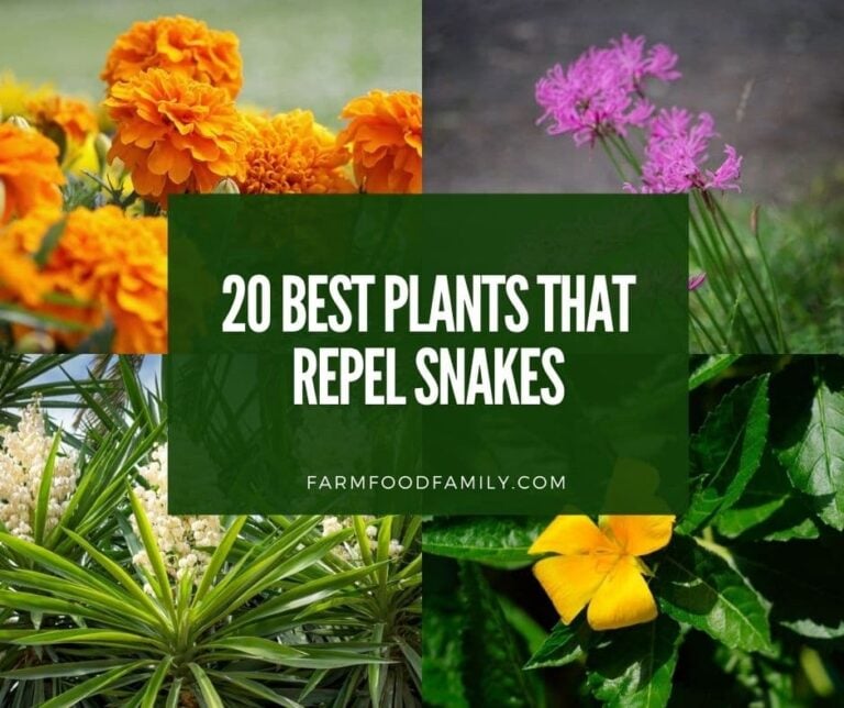 20 Best Plants That Repel Snakes
