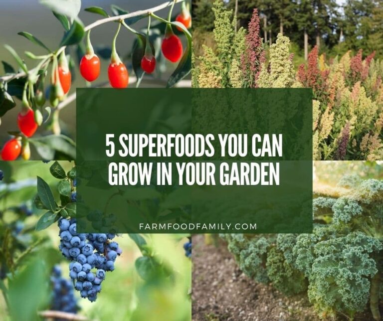5 Superfoods You Can Grow in Your Garden