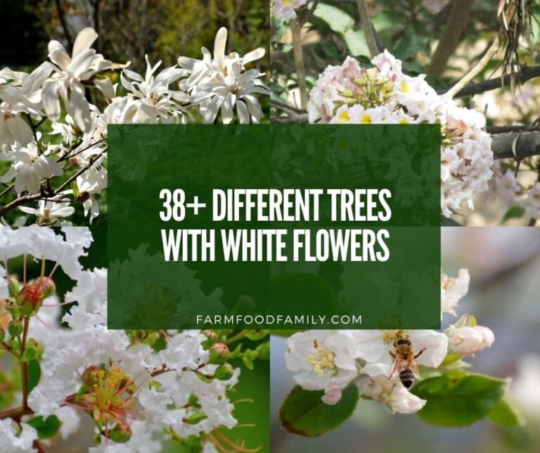 38+ Trees With White Flowers (With Pictures)